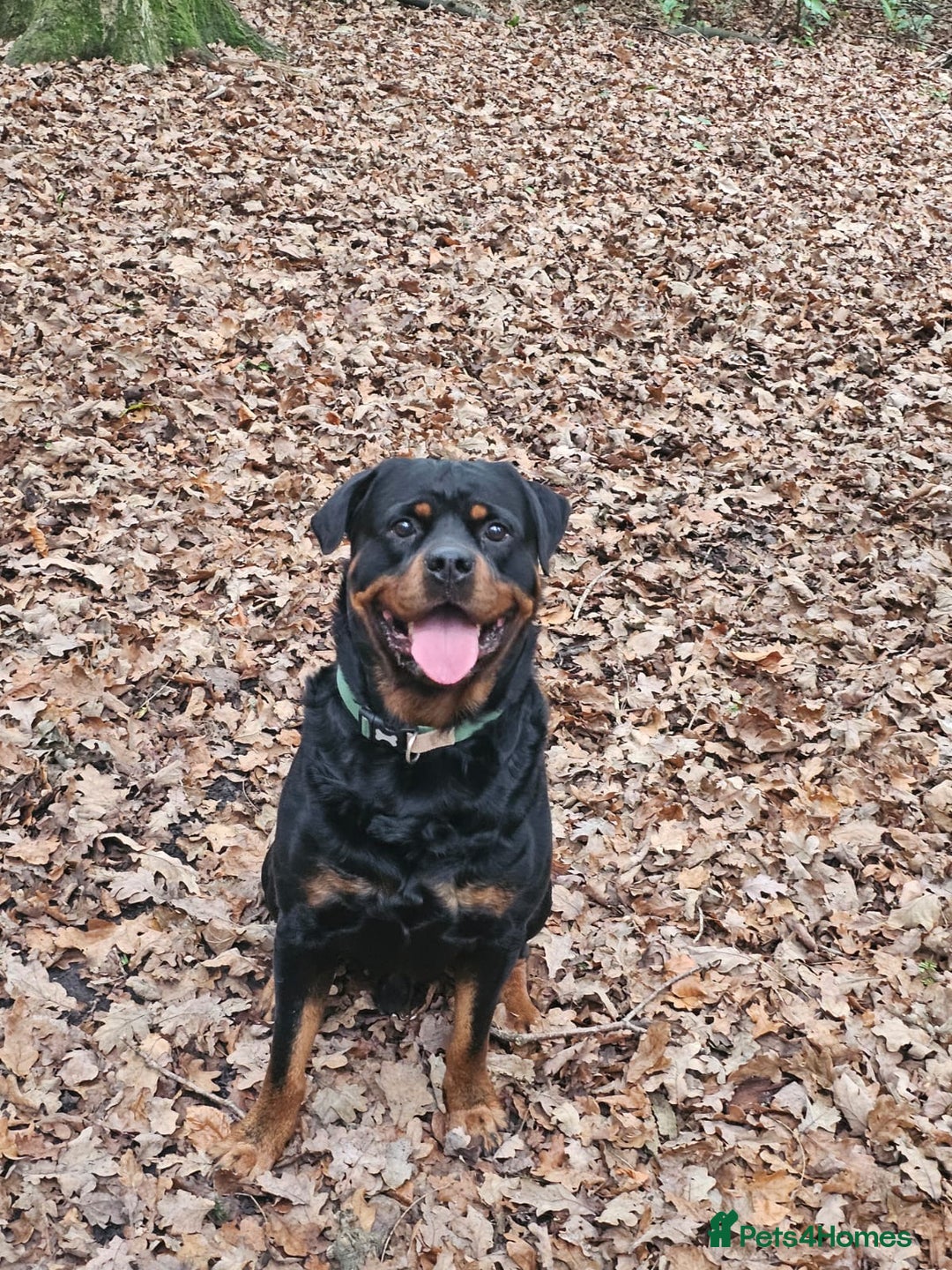 Rottweiler dogs for sale: Rotwellier puppies READY NOW  - Advert 16