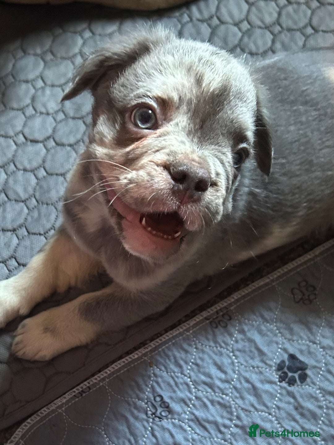 French Bulldog dogs for sale: Fluffy Frenchie - male (Yoda) - Reduced🔥🐾Ready Now🔥🐾Fluffy French bulldogs🔥🐾 - Image 5