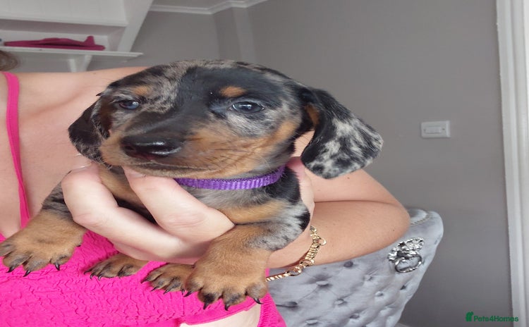 Miniature Dachshund dogs - Advert 16
