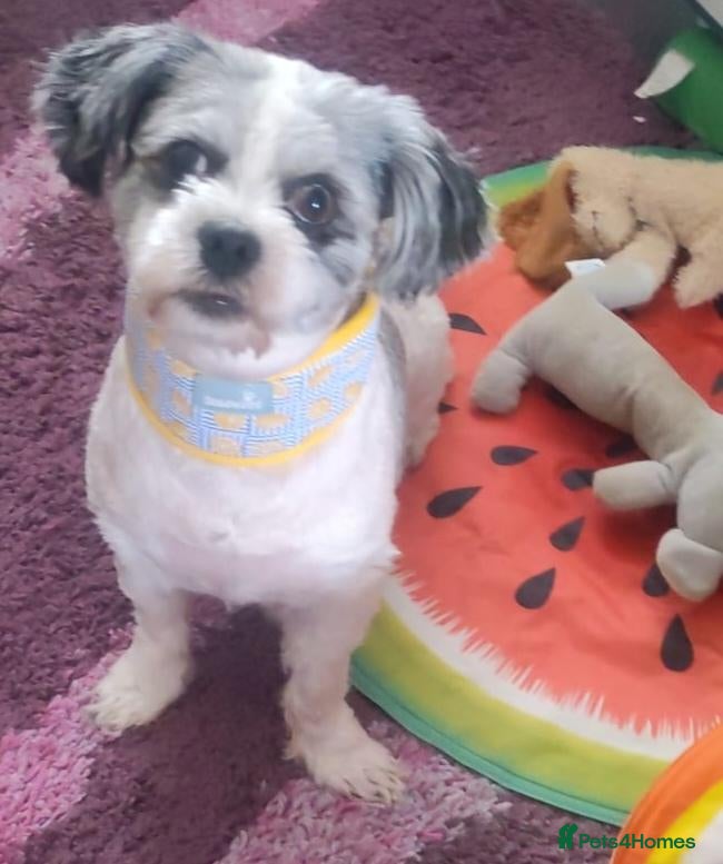 Shih Tzu dogs Adult dog for sale - Advert 1