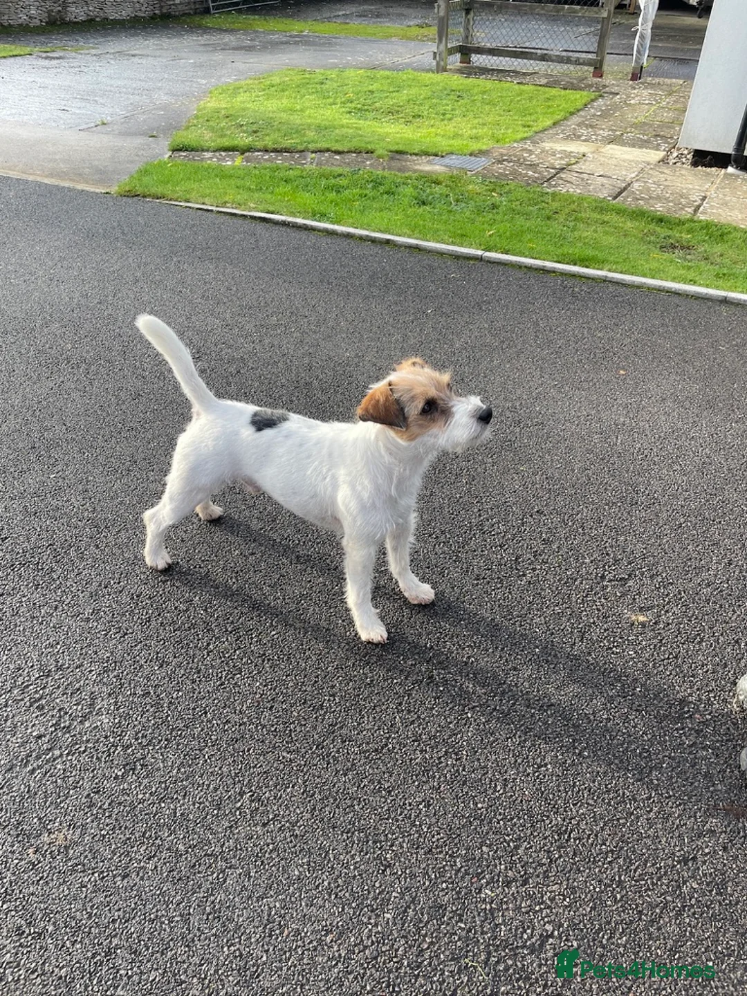 Parson Russell dogs for sale: Parson Terrier Puppies - rough coated - Advert 6
