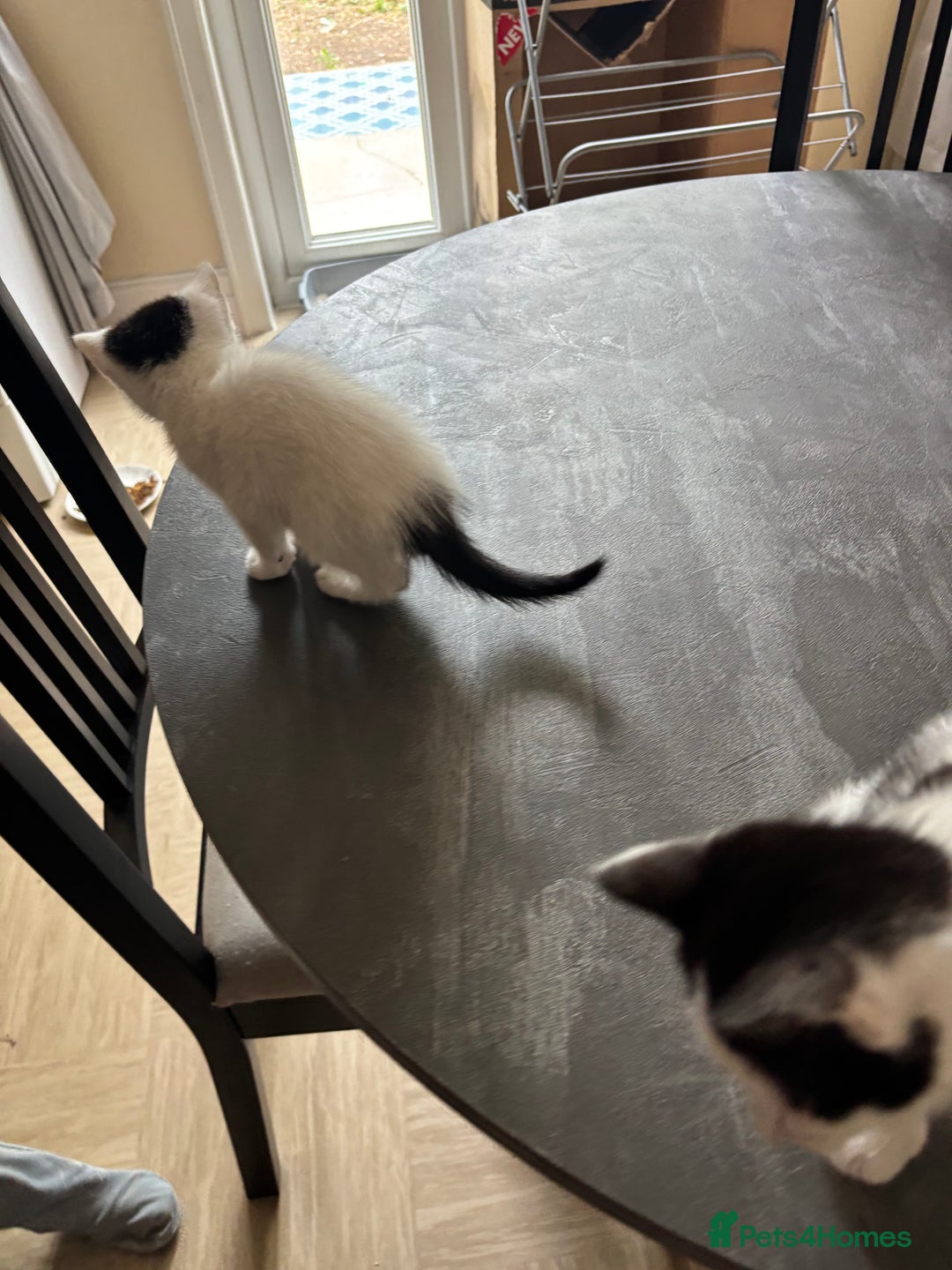 Mixed Breed cats for sale: Kittens - Image 5