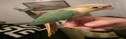 Conures birds for sale: Handreared Tame Conures - Advert 11