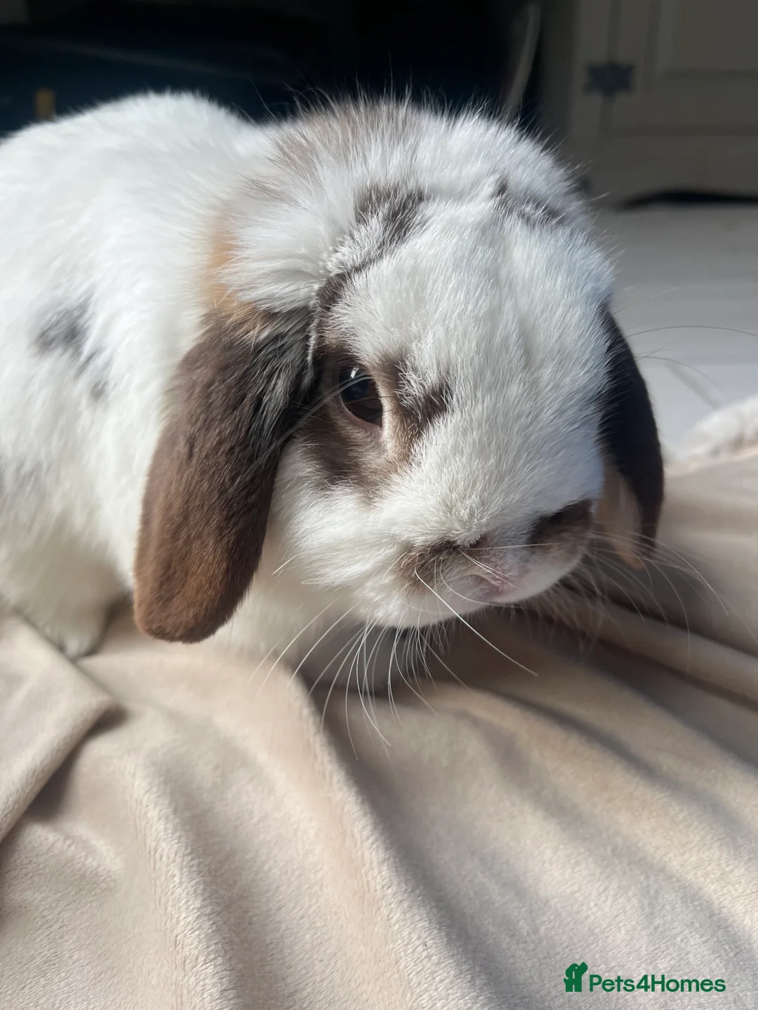 Mini Lop rabbits for sale: Mini lop rabbit for sale  - Advert 3