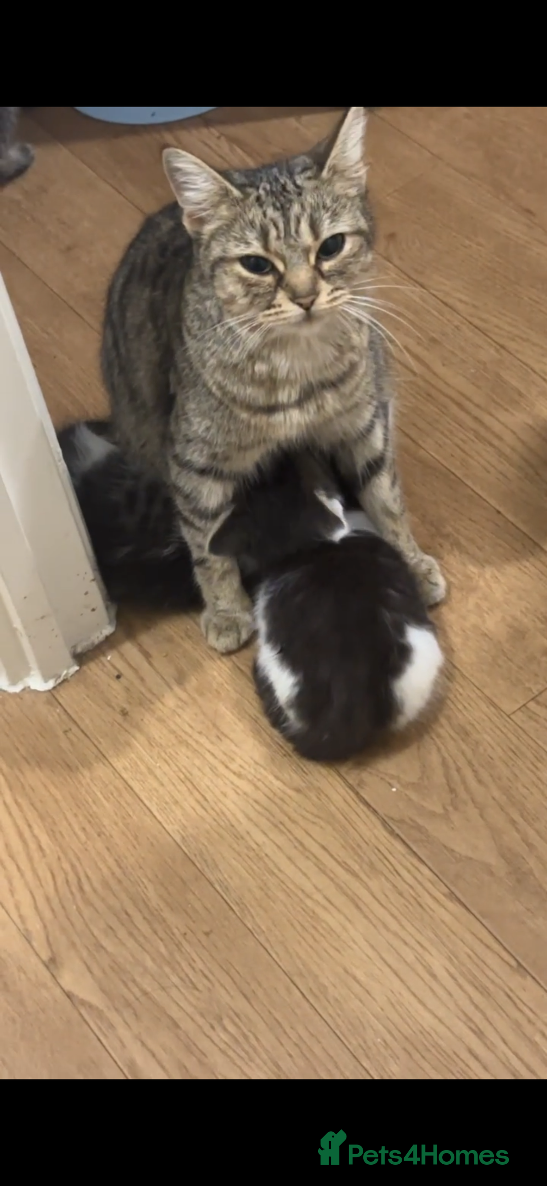 Mixed Breed cats for sale: Persian mixed bread kittens  - Advert 12