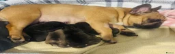 French Bulldog dogs for sale: 🏆KC French Bulldog Puppies🏆 - Advert 33