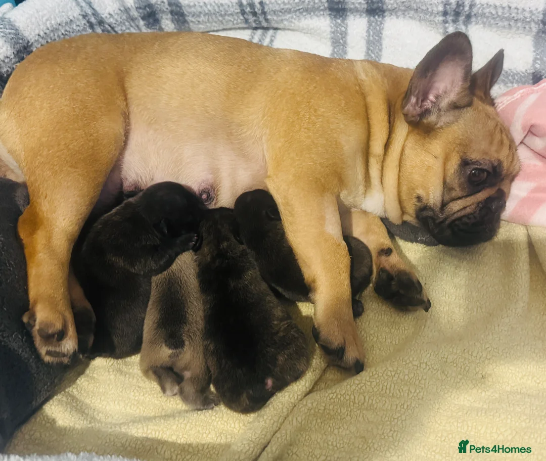 French Bulldog dogs for sale: 🏆KC French Bulldog Puppies🏆 - Advert 33
