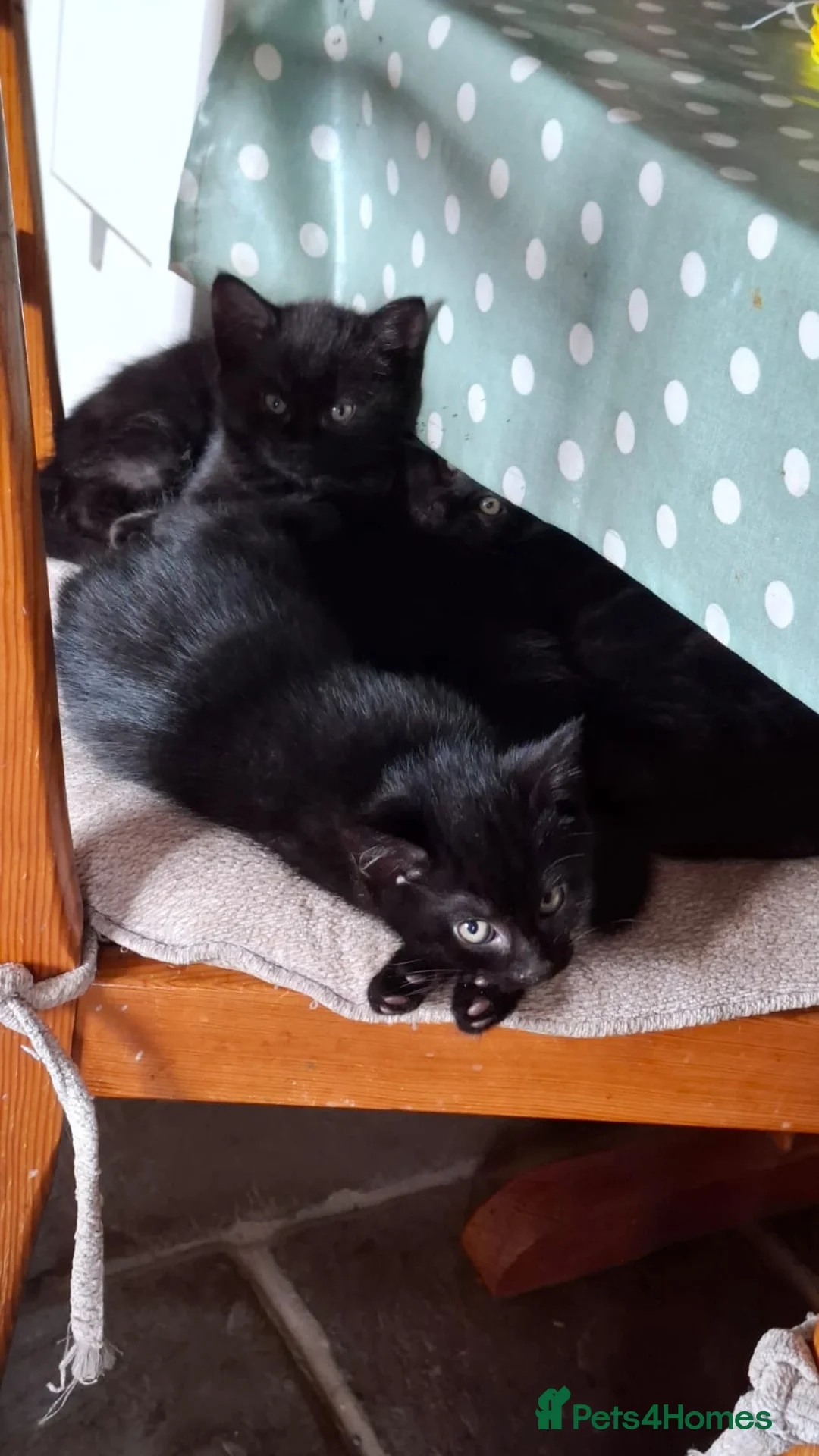 Domestic Shorthair cats for sale: black kittens  - Advert 2