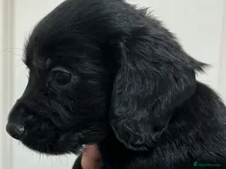 Cocker Spaniel dogs Lovely working cocker spaniels - Advert 15
