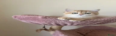 Warm copper Golden Chinchilla boy