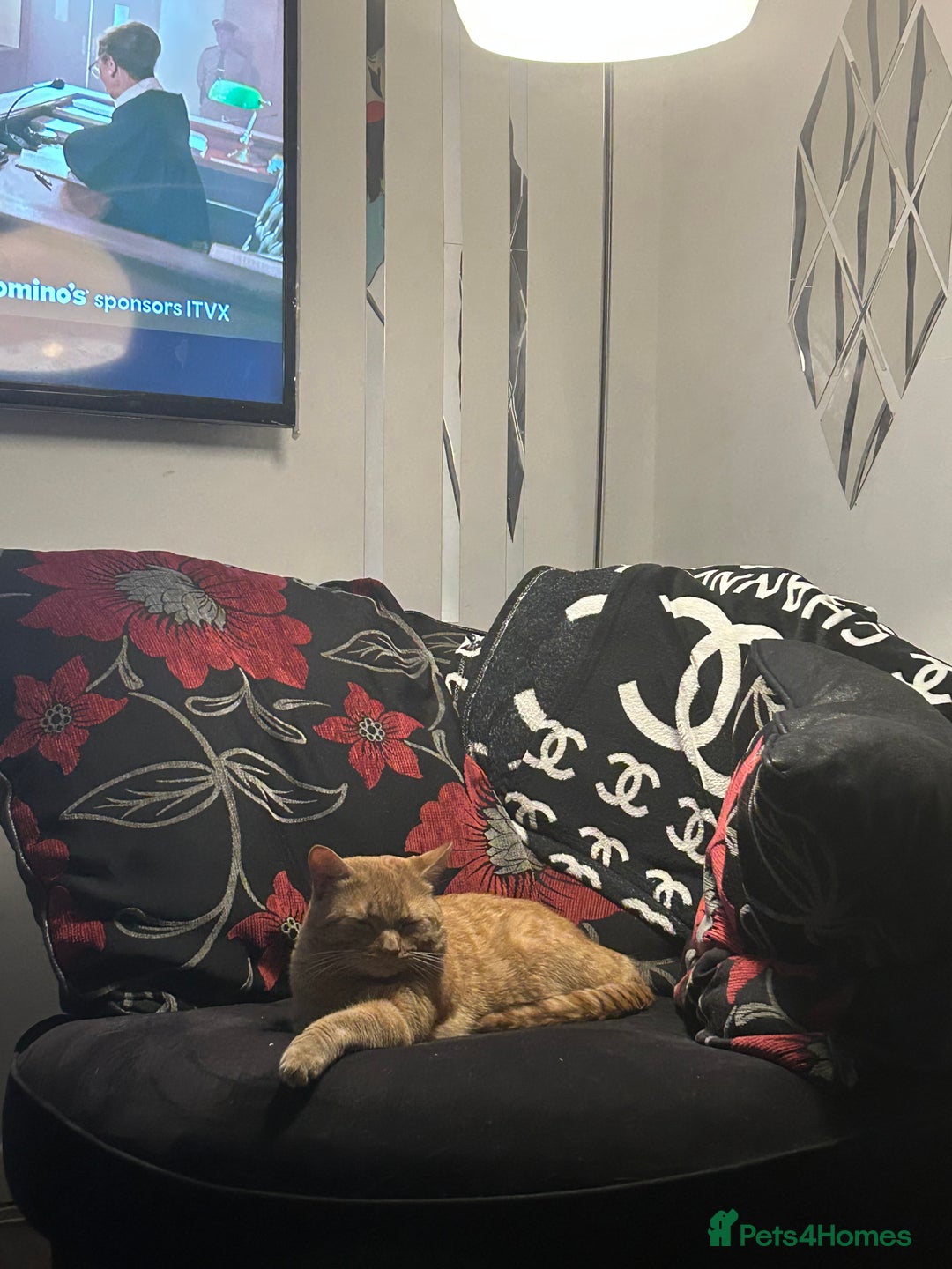 Bengal cats for sale: Male 2 year old cat  - Image 2