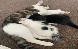 Abyssinian cats for sale: Female kitten available! - Image 4