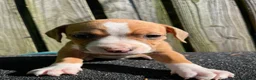 Mixed Breed dogs for sale: Puppies  in Liverpool - Advert 6