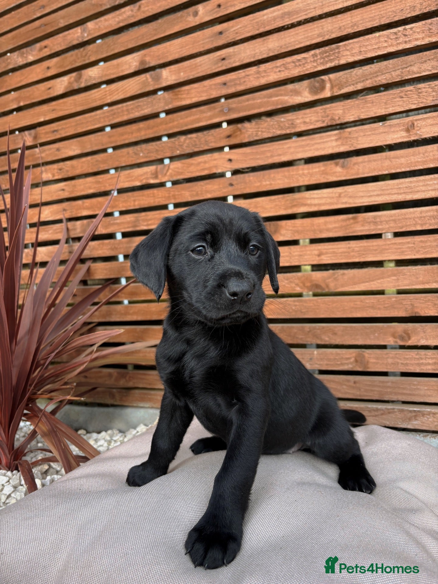Labrador Retriever dogs Last Girl 🖤 KC Labrador Retrievers - Advert 9