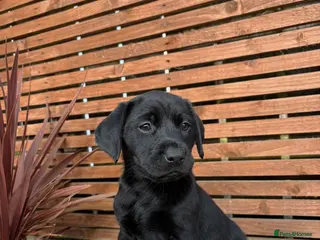 Labrador Retriever dogs Last Girl 🖤 KC Labrador Retrievers - Advert 3
