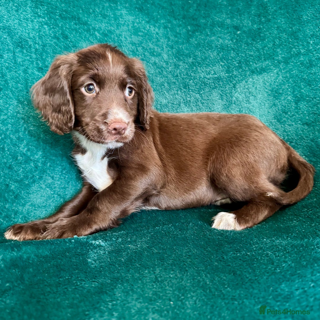 Sprocker dogs for sale: Chocolate spaniel girls - Advert 7