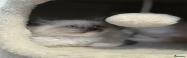 Ragdoll Kitten 2