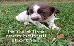 Mixed Breed dogs for sale: Fen Spaniels -Korthols x Eng Springer Spaniel  - Image 5