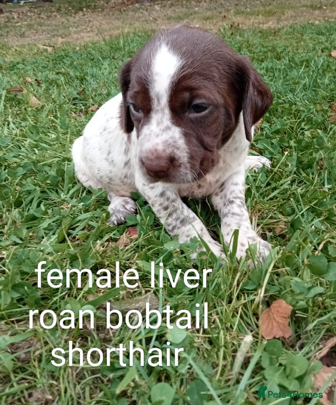 Mixed Breed dogs for sale: Fen Spaniels -Korthols x Eng Springer Spaniel  - Image 5