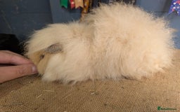 Guinea Pig rodents for sale: Swiss breed guinea pig babies & going adults  - Image 1
