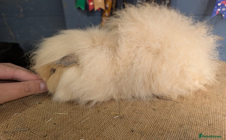Guinea Pig rodents - Advert 4
