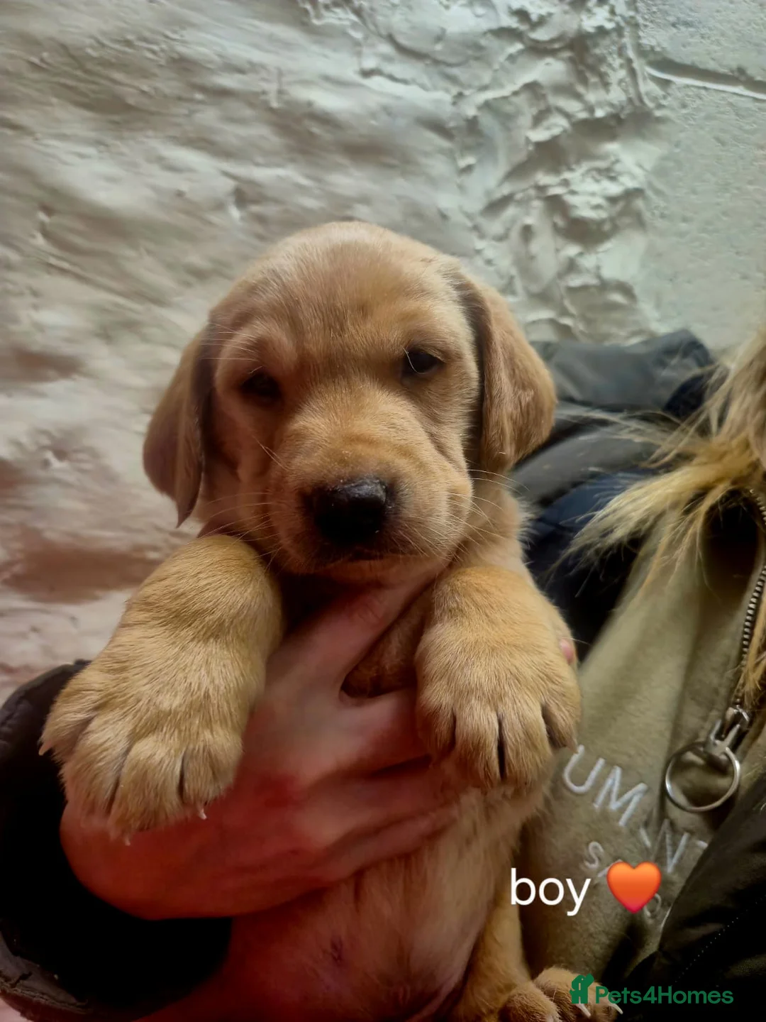 Labrador Retriever dogs for sale: Working Yellow And Red Labrador puppy’s! - Advert 3