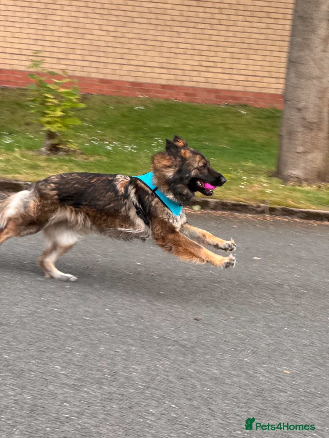 German Shepherd dogs for sale: German shepherd  - Advert 2