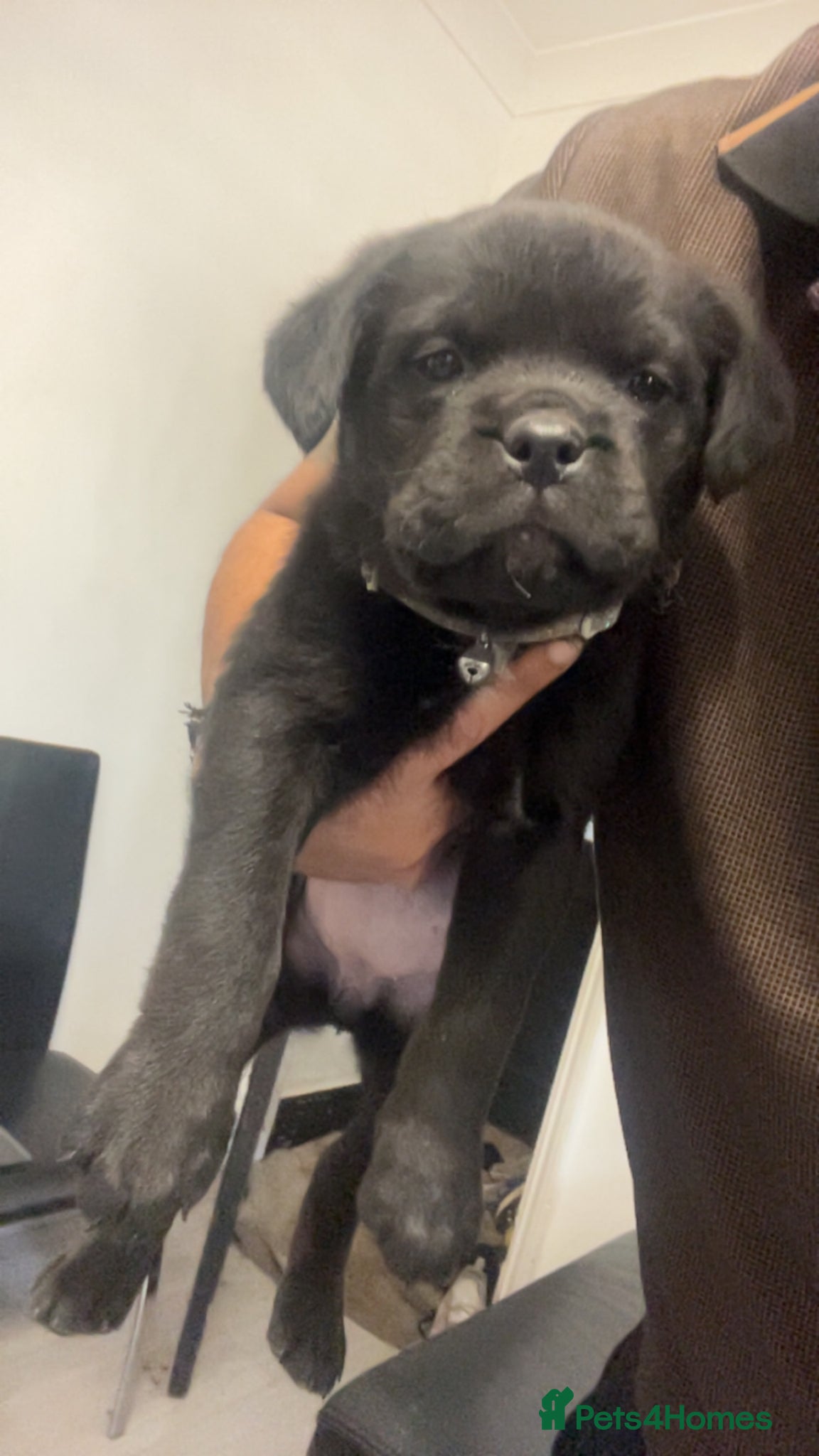 Rottweiler dogs rottweiler pups - Advert 4