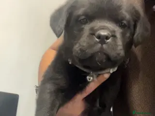 Rottweiler dogs rottweiler pups - Advert 4