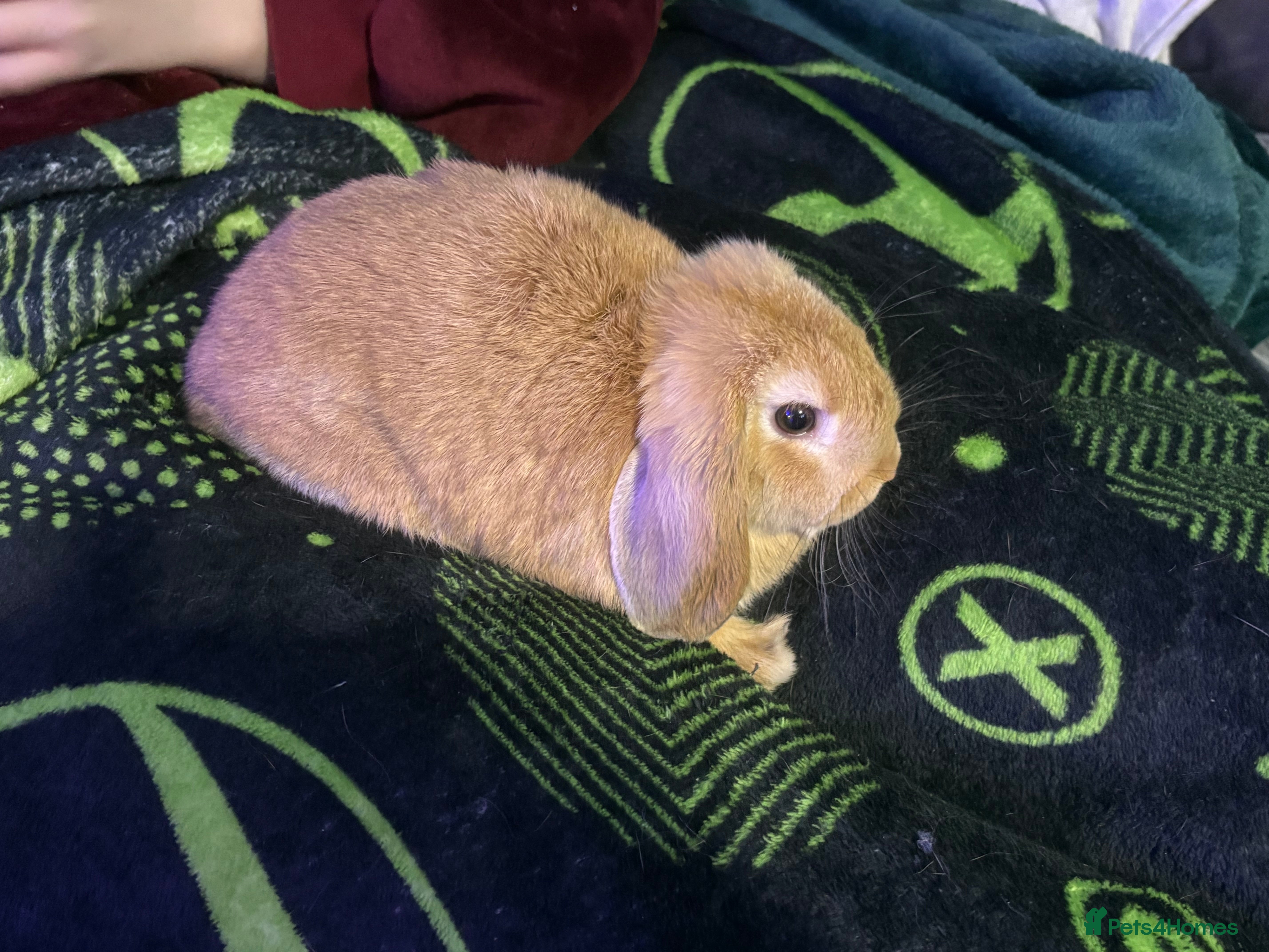 Mini Lop rabbits 🩷Beautiful Mini Lops🩷 READY NOW - Advert 13