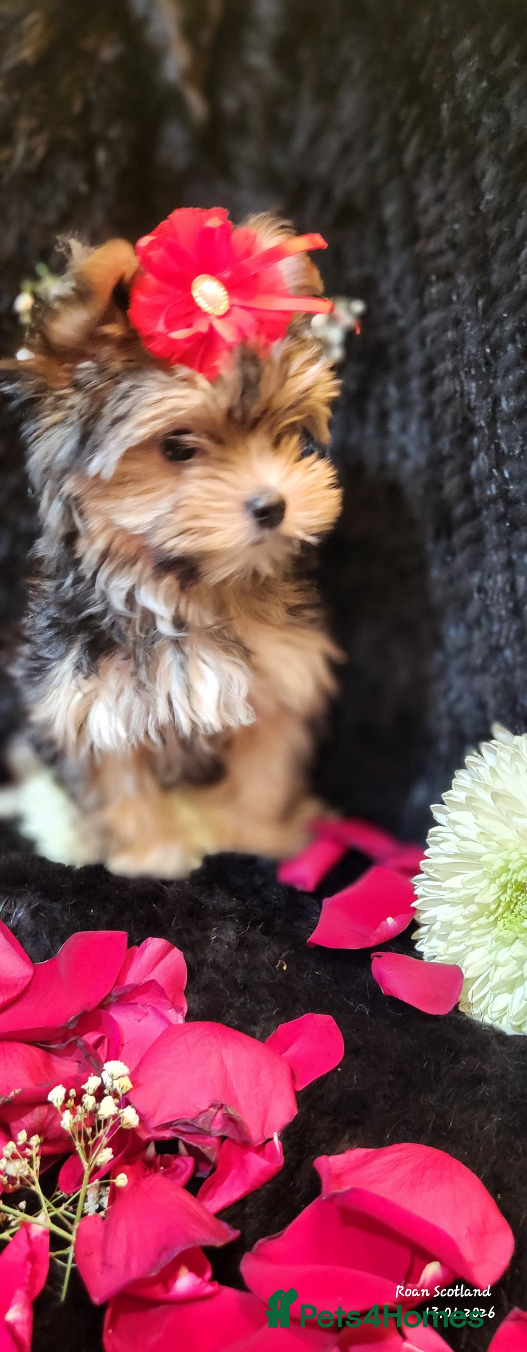 Yorkshire Terrier dogs for sale: Luxury Yorkshire Terrier Puppies/Home Raised/IHR   - Advert 8