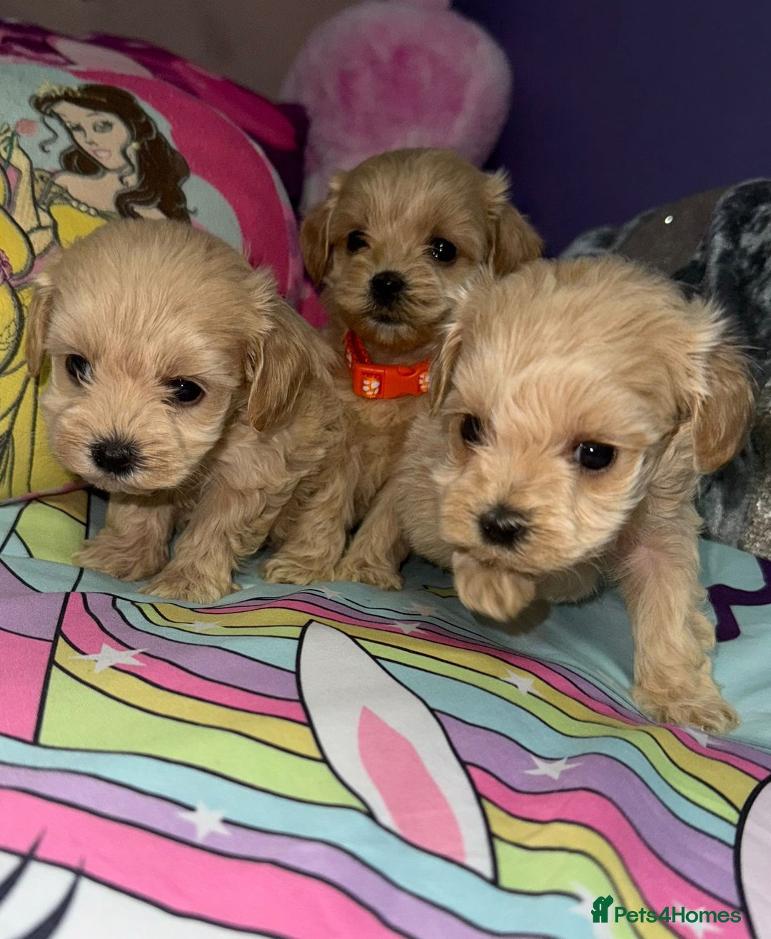 Maltipoo dogs for sale: Outstanding maltipoo - Advert 9