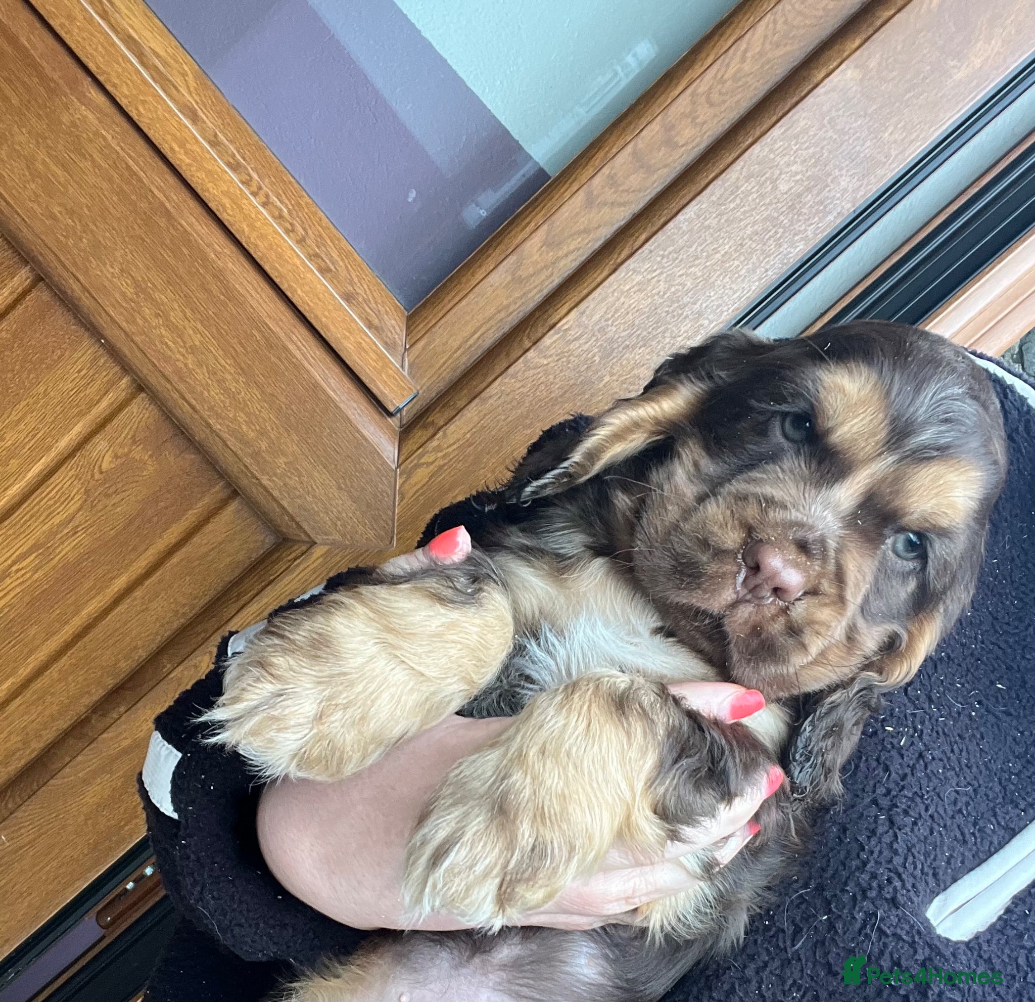 Cocker Spaniel dogs Gorgeous KC HEALTH TESTED show type cocker 🐶 ⭐️  - Advert 2