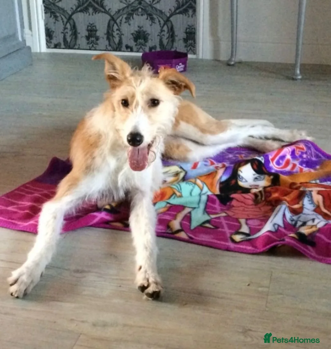 Mixed Breed dogs for sale: Old style Lurcher puppies - Advert 2