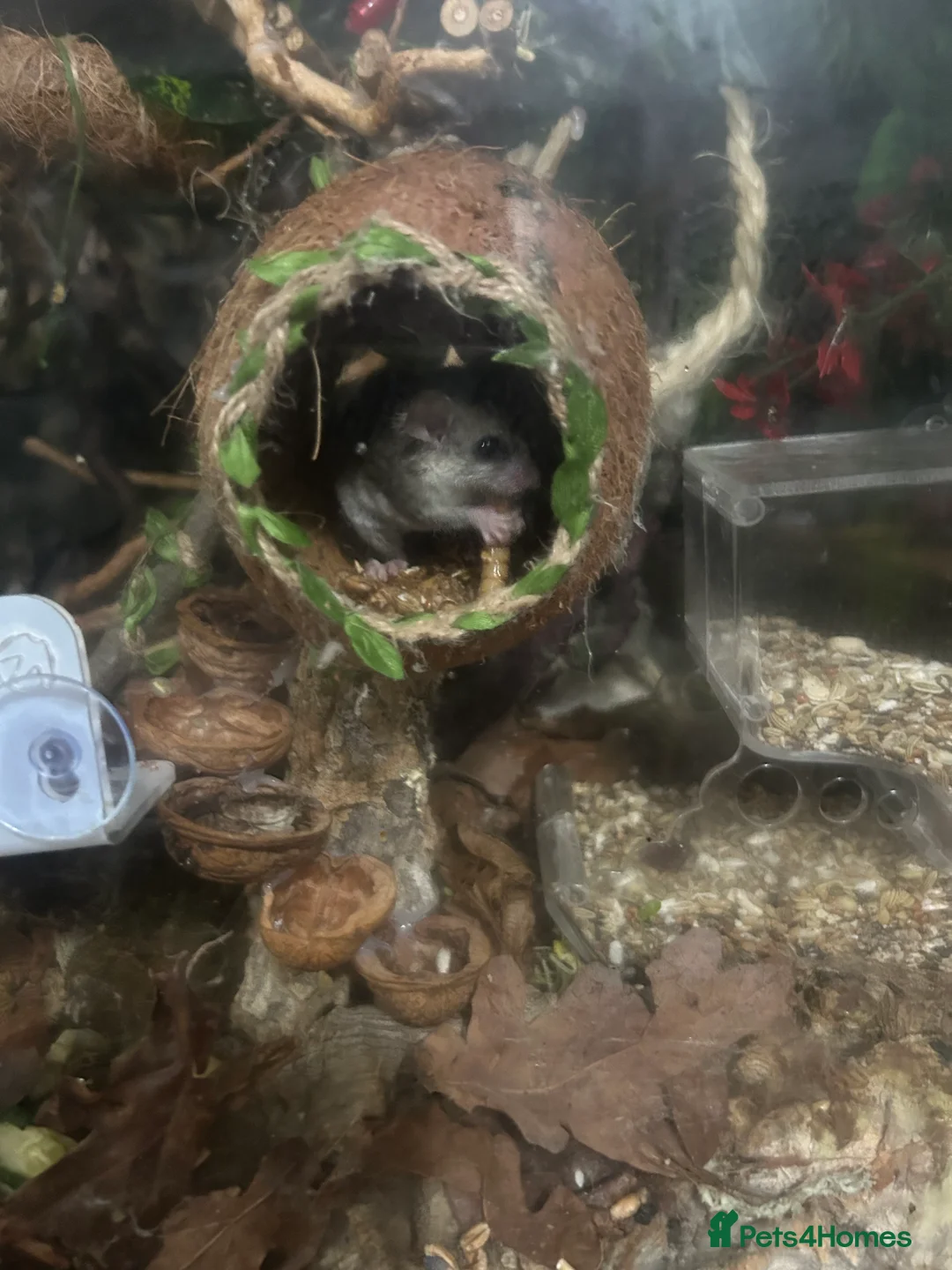Mouse rodents for sale: African Pygmy Dormice - Advert 5