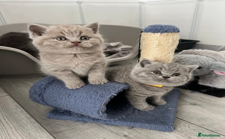 British Shorthair cats - Advert 5