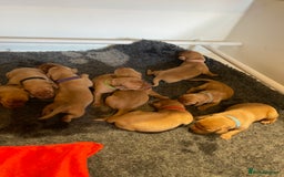 Labrador Retriever dogs for sale: KC Stunning dark fox red labrador puppies - Image 6