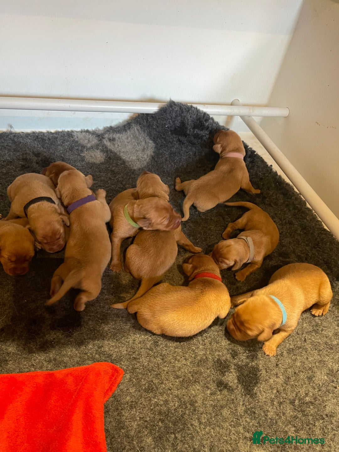 Labrador Retriever dogs for sale: KC Stunning dark fox red labrador puppies - Image 6