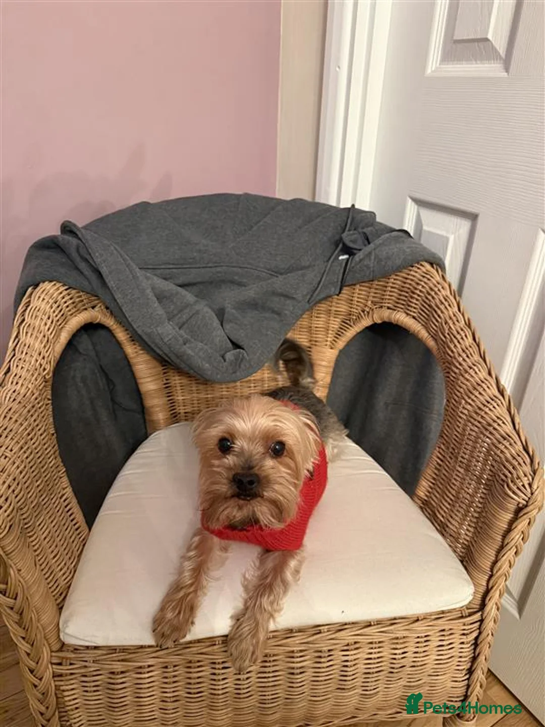 Yorkshire Terrier dogs for stud: Stud Available - Advert 3