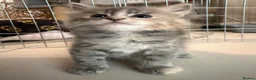 Ragcoon cats for sale: Beautiful raccoon kittens  - Advert 14