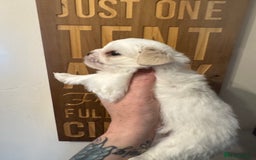 Maltipoo dogs for sale: Fully dna tested Maltipoos  - Image 19