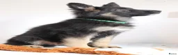 German Shepherd dogs for sale: German Shepherd - Advert 23