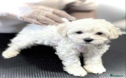 Maltipoo dogs for sale: Maltipoo  - Image 3
