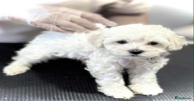 Maltipoo dogs - Advert 8