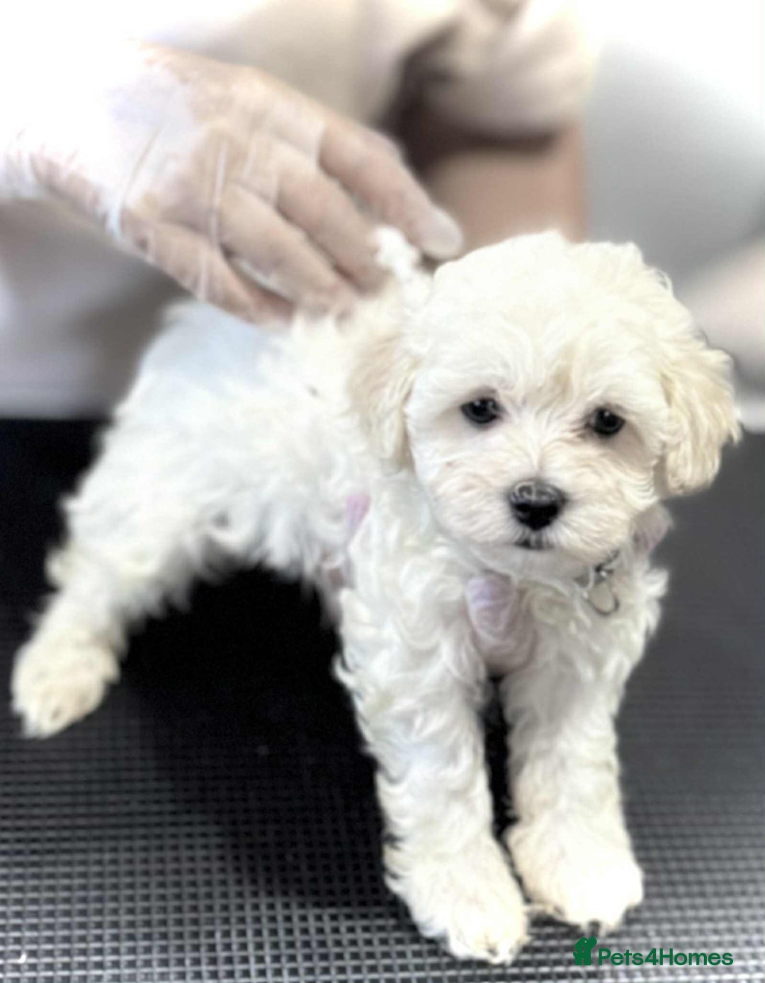 Maltipoo dogs for sale: Maltipoo  - Image 3