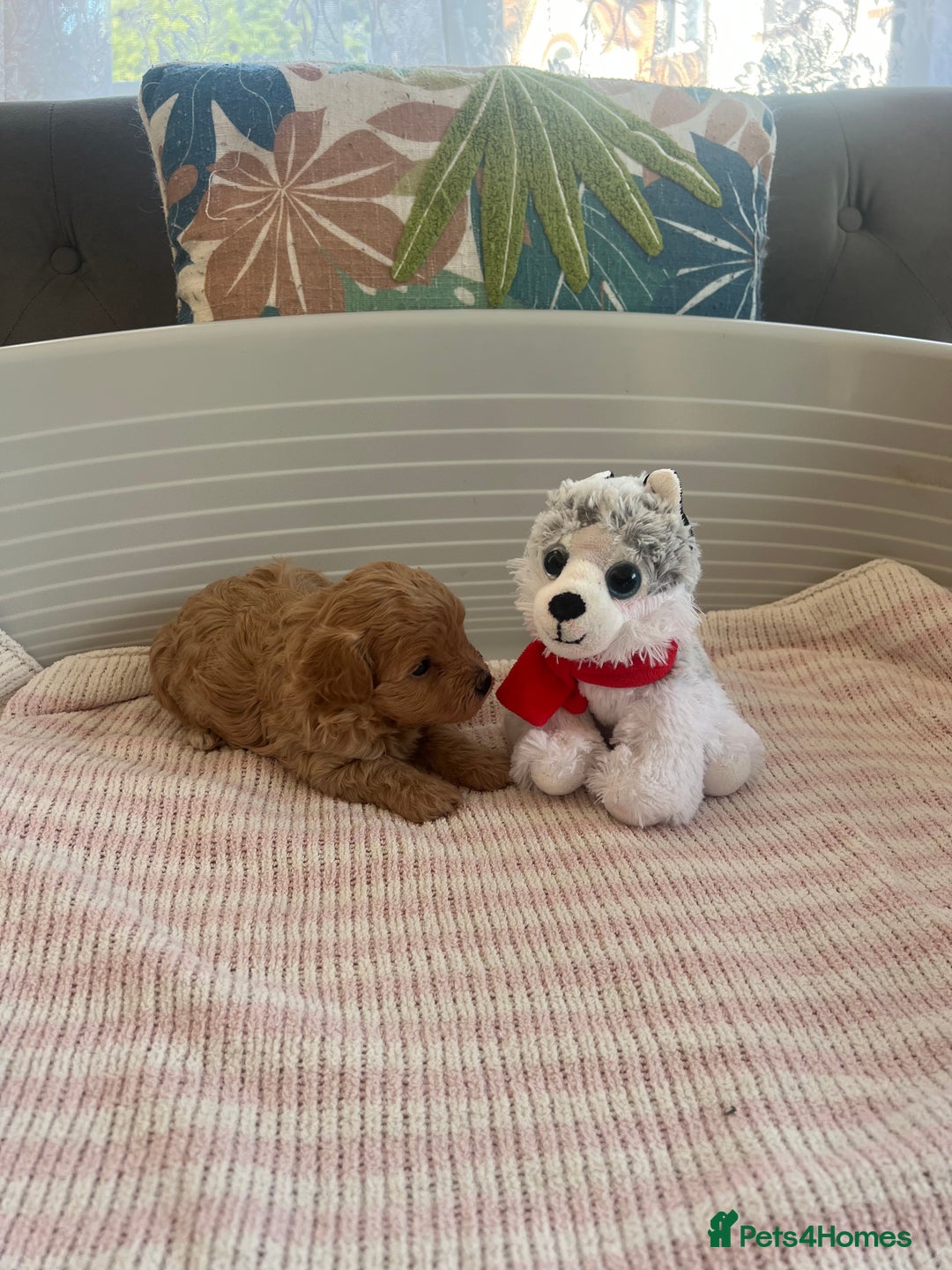 Maltipoo dogs for sale: Gorgeous Maltipoo Puppies - Image 16