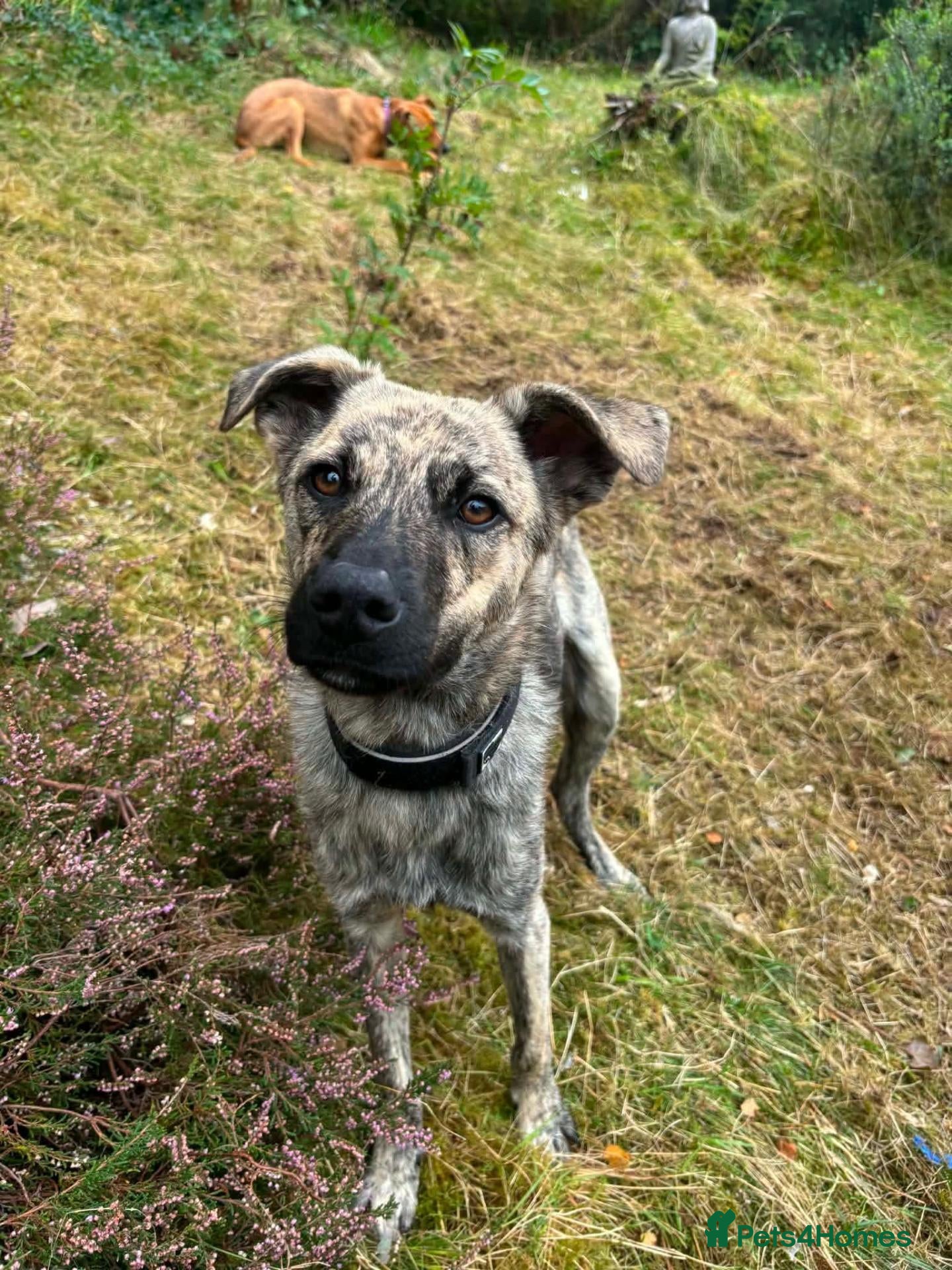 Mixed Breed dogs CHOPSEY - Advert 1
