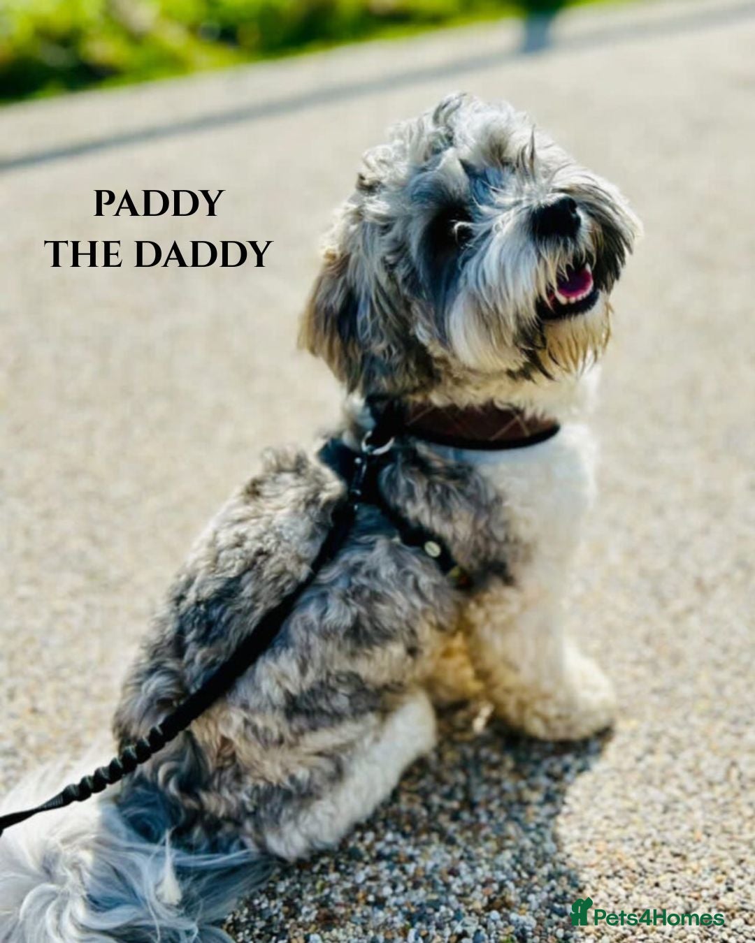 Lhasa Apso dogs for sale: Beautiful Pure Lhasa Apso Puppies - 1 boy,1 girl - Advert 3