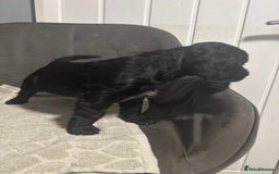 Cocker Spaniel dogs for sale: 3 beautiful working cocker spaniels - Image 7