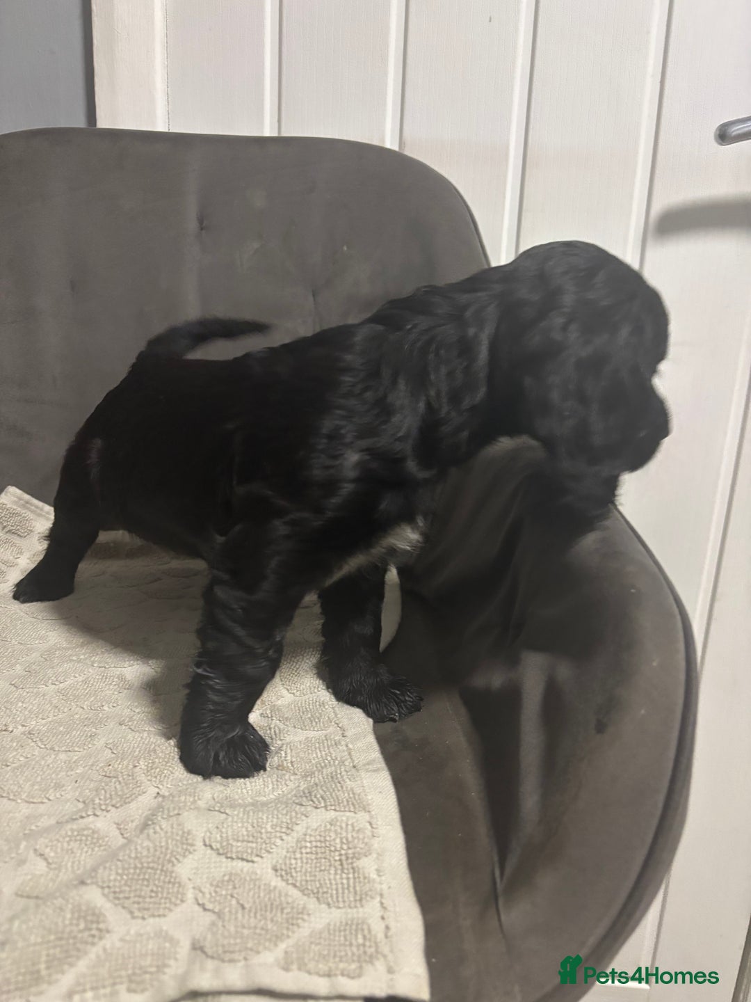 Cocker Spaniel dogs for sale: 3 beautiful working cocker spaniels - Image 7